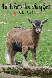 How To Bottle Feed A Baby Goat Goat Care Baby Goats Goats