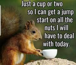 Funny Squirrel Refrigerator Magnet 3 1 2x 3 1 2 Morning Quotes Funny Funny Good Morning Quotes Coffee Quotes Funny