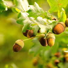 It is one of the reasons why england ruled the waves; Tons Of Acorns It Must Be A Mast Year