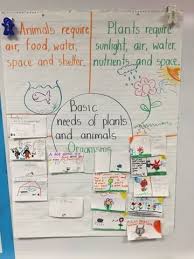Basic Needs Of Plants And Animals Perfect Introductory Lesson Kindergarten Science Second Grade Science Elementary Science