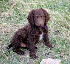 Give loving forever home on e pups. Curly Coated Retriever Dog Breed Health Grooming Feeding Temperament And Puppies Petguide