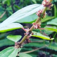 Image result for Pouzolzia guineensis