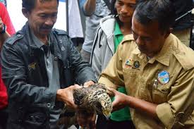 Adapun definisi cbt adalah pariwisata yang menyadari kelangsungan budaya, sosial, dan lingkungan. Mengharukan Orang Ini Menyerahkan Elang Ular Bido Di Pameran Foto Elang Mongabay Co Id Mongabay Co Id