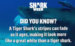 Tiger Shark Fact Meme Shark Facts Shark Week Tiger Shark