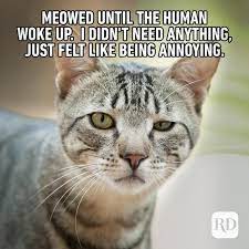 45 Cat Memes You Ll Laugh At Every Time Reader S Digest