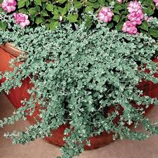 Image result for Helichrysum silvaticum