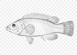 Northern Red Snapper Barramundi Fish Bergall M 02csf Png 1000x714px Northern Red Snapper Barramundi Battery Park