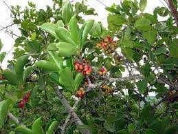 Image result for Embelia