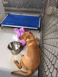 Other critters' adoption fees vary. Stray Dog Steals Purple Unicorn From Dollar General Wfmynews2 Com