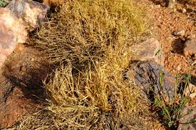 Image result for Tricholaena