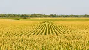 Image result for Agricultural Yellow 2000 Fleet