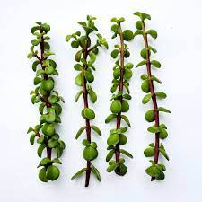 Succulent Cuttings Portulacaria Afra Prostrata Decumbent Etsy In 2021 Succulent Cuttings Plant Basket Living Wreath