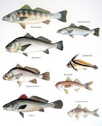 Black And White Spotted Saltwater Fish Fish Print White Seabass Black Drum Spotted By Mysunshinevintage 10 00 Fish Fish Chart Fish Print