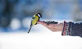 How Long Can A Bird Live Without Food
