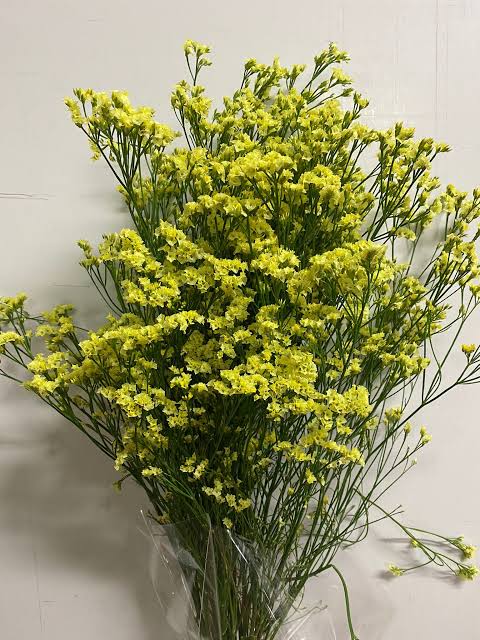 LIMONIUM SINENSI AMARILLO 80 CM - Mil Flors Vilassar