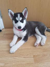Maybe you would like to learn more about one of these? Beautiful Husky Puppies Johannesburg Siberian Husky Puppies Dog Breeders Gallery 106370