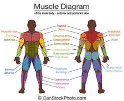 The terms rectus (parallel), transverse (perpendicular), and oblique (at an angle) in muscle names refer to the direction of the muscle fibers with respect to the midline of the body. Muscles German Names Chart Muscular Male Body Muscle Chart With German Description Of The Most Important Muscles Of The Canstock