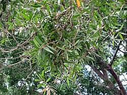 Image result for Melaleuca leucadendron