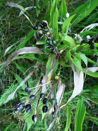 Image result for Coix lacryma-jobi