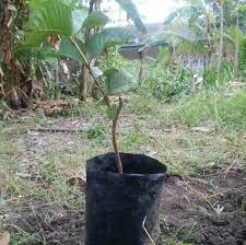 Jual benih herbs dan herbal, impor dan lokal, merk mr. Jual Bibit Tanaman Unggul Online Home Facebook