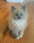The Blue Point Ragdoll Cat Photo Gallery