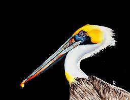 Original Watercolor Painting Bird Art Florida Pelican Chief By Betty Moore Birds Painting Watercolor Bird Bird Art