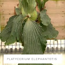 Image result for Platycerium elephantotis