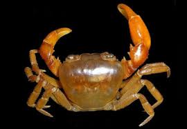 Image result for Sabicea bequaertii