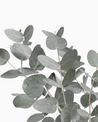 Maybe you would like to learn more about one of these? H O M E L Y D E C O On Instagram E U C A L I P T O Aparte De Tener Un Aroma Riquisimo Son Lindos Para Agregarlos A Cualquier Espacio En La Entrada