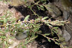 Image result for Oxygonum salicifolium