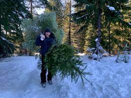 Buffalo Creek Christmas Tree Cutting 2022 Cut A Christmas Tree From Oregon Forest And Search For Ornaments