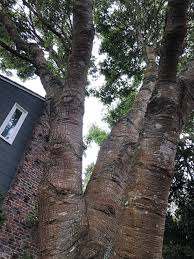The following is a list of widely known trees and shrubs. San Francisco Trees