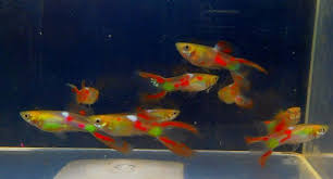 3 Pair Red Lyretail Guppies Guppy Guppy Fish Fish Pet