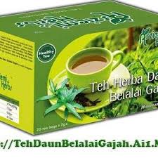 Cara membuat teh daun belalai gajah @ sabah snake grass. Asziemi Herbs Teh Belalai Gajah Agen Johor Posts Facebook