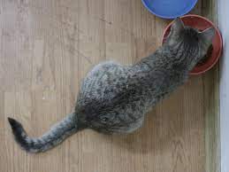 Dry food isn't recommended, but if you must feed manufactured food you can choose from suitable wet, canned options. Can Cat Food Prevent Urinary Problems