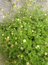 Image result for Cotula australis