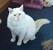 Himalayan Flame Point Ragdoll