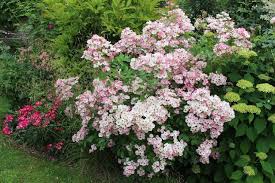 Notre Jardin Secret Rosier Jardins Pivoine
