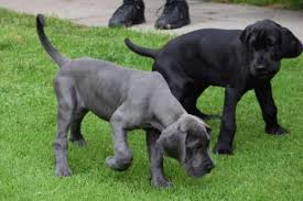 Make sure you have plenty of room for this pup though, the only exceptional, 100 european great danes with phenomenal bloodlines we are proud to announce our litter sired by european import vladymir. Great Dane Puppies For Sale Of All Colors In Ct Ct Breeder
