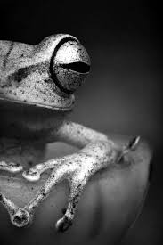Black And White Animal Photography 40 Amazing Frog Pictures To Understand Them Better Frog Pictures Animals Black And White Animal Photography