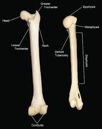 Label the long bone by deanne1480 123,161 plays 10p image quiz bones in human foot by gurulou 116,584 plays 11p image quiz brain labeling (nervous system) ec by tcullen 104,252 plays 9p image quiz. Cover