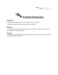 Key features are highlighted and explained. Crayfish Dissection Key Mr Lesiuk
