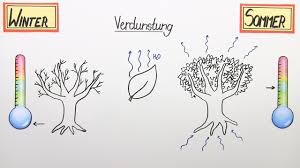 Abiotischer Faktor Temperatur Pflanzen Erklarung Ubungen