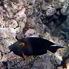 Image result for Kotschya strigosa