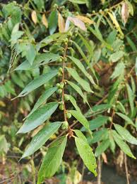 Image result for Ficus stuhlmannii