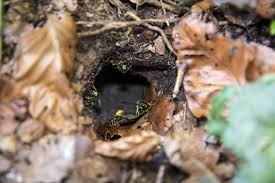 Zudem vertilgen sie viele insekten und tragen so dazu bei. Erdwespen Erdwespennest Aufspuren Und Sicher Entfernen