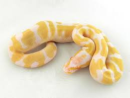 Albino Orange Dream Orange Dream Ball Python Morphs Ball Python