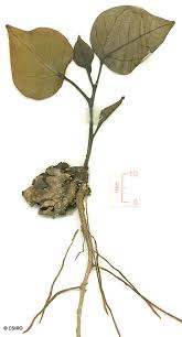 Image result for Hernandia nymphaeifolia