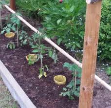 Welcher zeitpunkt ist der optimale? Dach Fur Tomaten Bauen