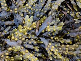 Check spelling or type a new query. Want To Boost Your Soil Get Some Seaweed Gardening Advice The Guardian